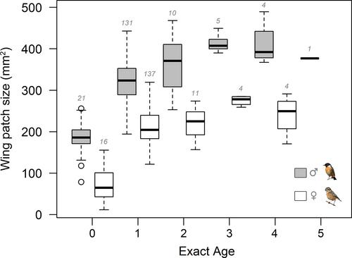 Variability of a consistent trait: The size of the white wing patch in European Stonechats (Saxicola rubicola rubicola)