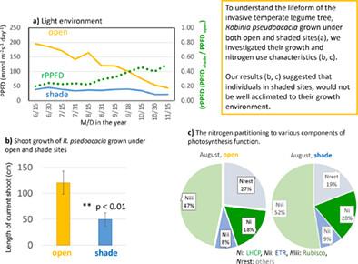 Photosynthetic nitrogen utilization of Robinia pseudoacacia, an invasive species, grown in contrasting light conditions: A leaf scale approach