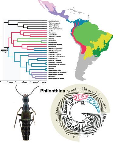 Early evolution of the megadiverse subtribe Philonthina (Staphylinidae: Staphylininae: Staphylinini) and its Neotropical lineage