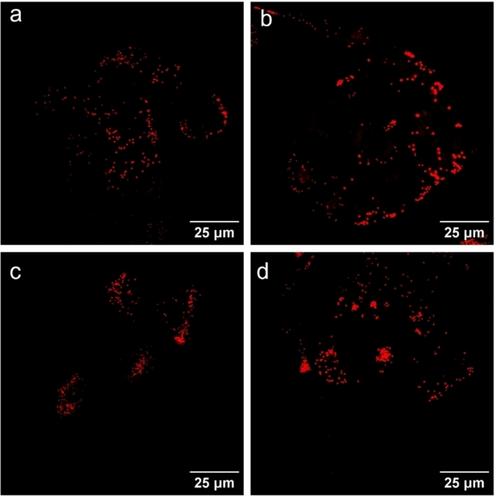 BODIPY-based Fluorescent Indicators for Lipid Droplets