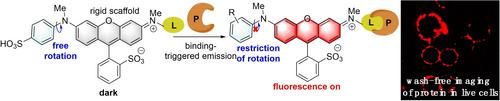 Arylamino-substituted Rhodamine as a Fluorogenic Molecular Rotor for the Wash-free Imaging of Non-catalytic Proteins in Live Cells