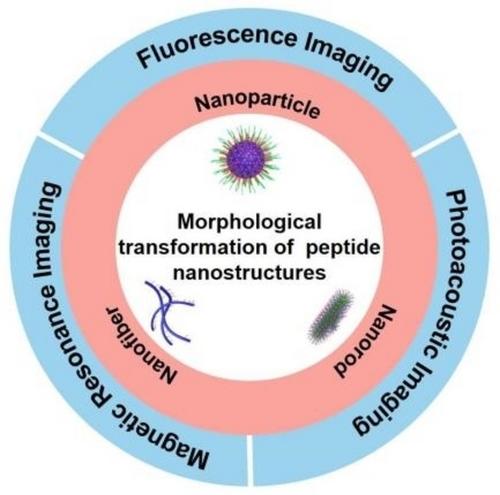 Morphological Transformation of Self-Assembled Peptide Nanostructures for Bioimaging Applications