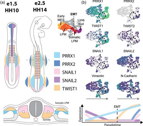 Resolving the mechanisms underlying epithelial-to-mesenchymal transition of the lateral plate mesoderm