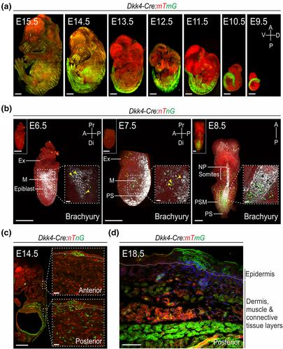 Generation and characterization of a Dkk4-Cre knock-in mouse line