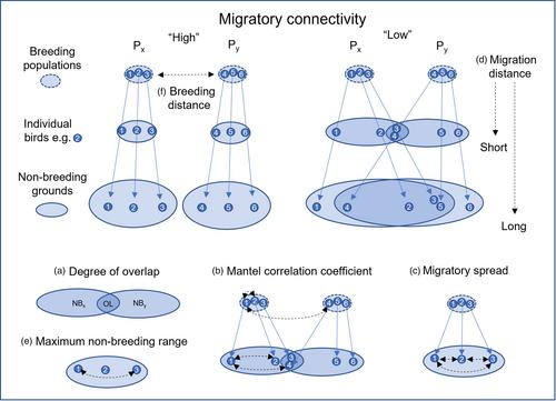 Comparing migratory connectivity across species: The importance of considering the pattern of sampling and the processes that lead to connectivity