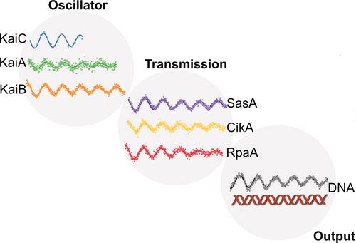 Protocols for in vitro reconstitution of the cyanobacterial circadian clock