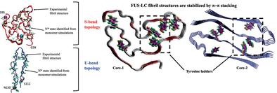 Conformational fluctuations and phases in fused in sarcoma (FUS) low-complexity domain