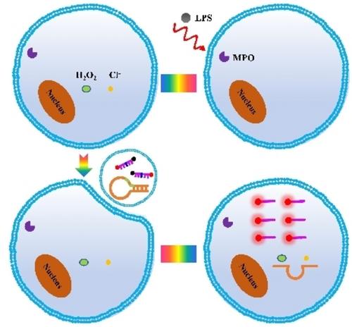 Construction of an Oxidative Cleavage-Activated DNAzyme Biosensor for Rapid Detection and Cellular Imaging of the Myeloperoxidase Activity