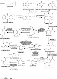 Complete degradation of di-n-butyl phthalate by Glutamicibacter sp. strain 0426 with a novel pathway