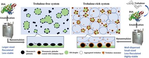 Transforming monomeric globulins into pickering particles to stabilize nanoemulsions: Contribution of trehalose