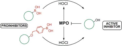 Boronate-Based Oxidant-Responsive Derivatives of Acetaminophen as Proinhibitors of Myeloperoxidase