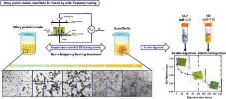 Fibrillation of whey protein isolate by radio frequency heating for process efficiency: Assembly behavior, structural characteristics, and in-vitro digestion