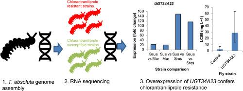 Overexpression of the UDP-glycosyltransferase UGT34A23 confers resistance to the diamide insecticide chlorantraniliprole in the tomato leafminer, Tuta absoluta