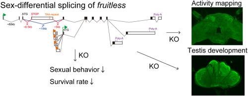 fruitless is sex-differentially spliced and is important for the courtship behavior and development of silkmoth Bombyx mori