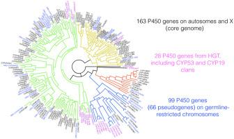 Aliens in the CYPome of the black fungus gnat, Bradysia coprophila