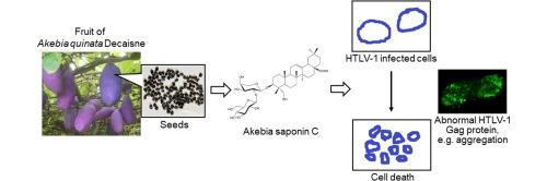 The unique activity of saponin: Induction of cytotoxicity in HTLV-1 infected cells