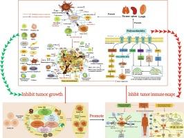 The effect mechanism of polysaccharides inhibit tumor immune escape: A review