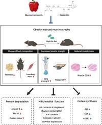 Whole red paprika (Capsicum annuum L.) and its orange-red pigment capsanthin ameliorate obesity-induced skeletal muscle atrophy in mice