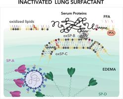 Pulmonary surfactant-derived antiviral actions at the respiratory surface