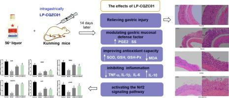 Protective effects of Lactiplantibacillus pentosus CQZC01 on alcohol-induced gastric mucosa injury in mice via an anti-oxidative mechanism