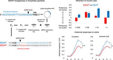 A mosquito-specific antennal protein is critical for the attraction to human odor in the malaria vector Anopheles gambiae