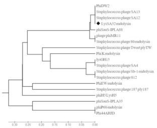 Staphylococcus aureus Bacteriophage 52 Endolysin Exhibits Anti-Biofilm and Broad Antibacterial Activity Against Gram-Positive Bacteria