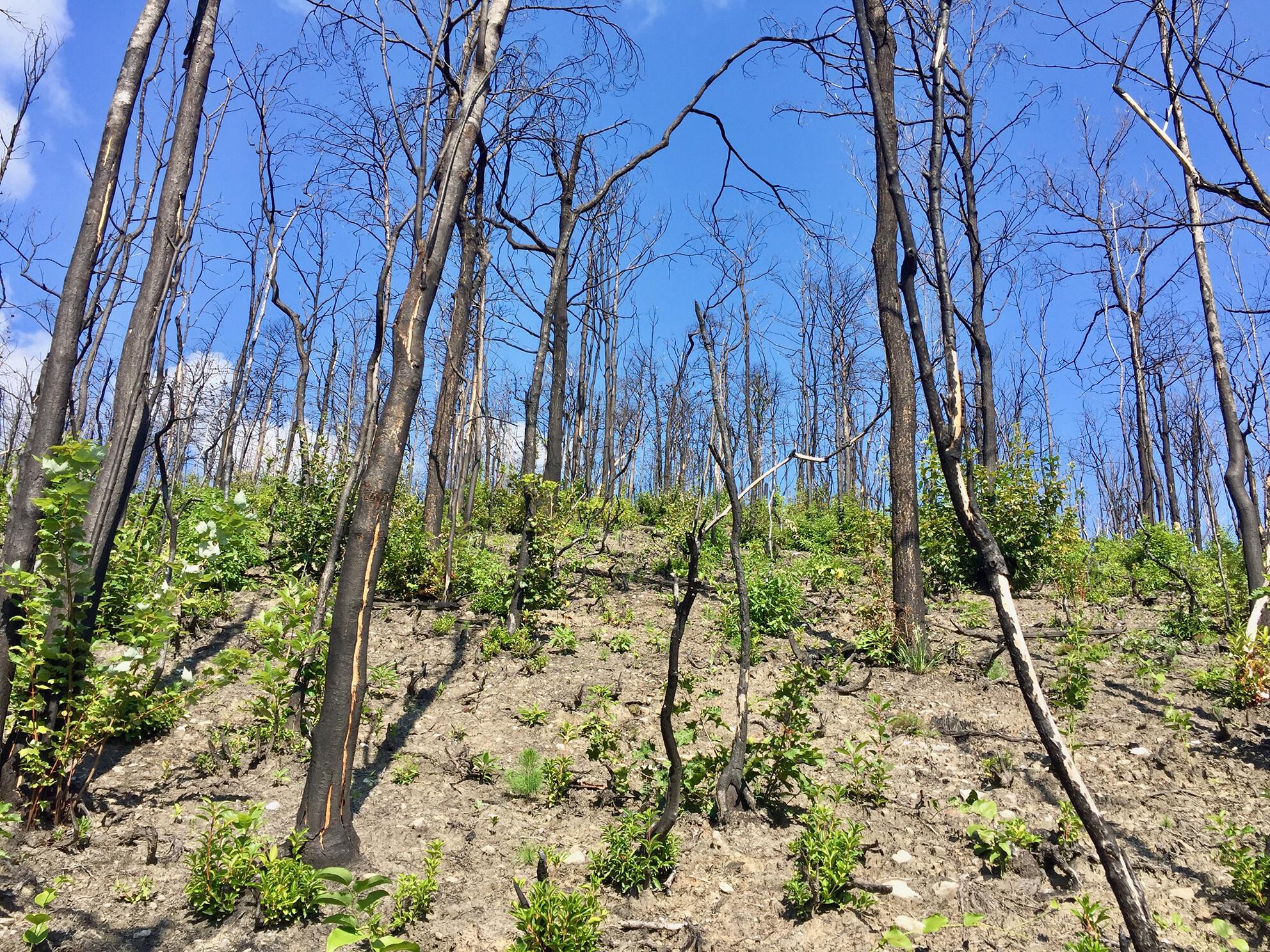 The eco-evolutionary role of fire in shaping terrestrial ecosystems