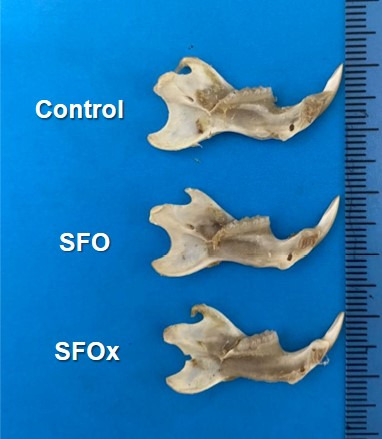 Effect of fried sunflower oil intake on mandibular biomechanical competence of growing rats.