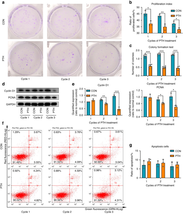 LITTIP/Lgr6/HnRNPK complex regulates cementogenesis via Wnt signaling.