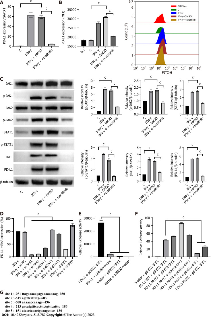 Interferon-gamma and tumor necrosis factor-alpha synergistically enhance the immunosuppressive capacity of human umbilical-cord-derived mesenchymal stem cells by increasing PD-L1 expression.