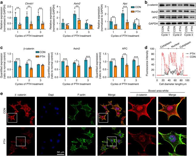 LITTIP/Lgr6/HnRNPK complex regulates cementogenesis via Wnt signaling.