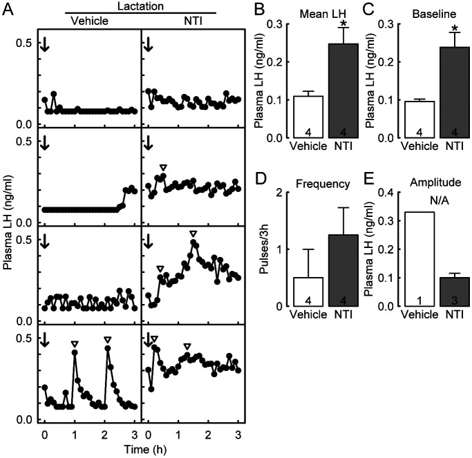 Enkephalin-δ opioid receptor signaling partly mediates suppression of LH release during early lactation in rats.