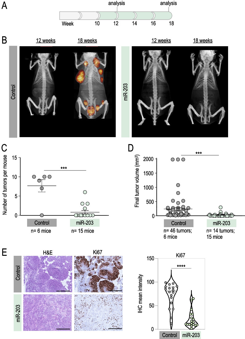 miR-203 drives breast cancer cell differentiation.