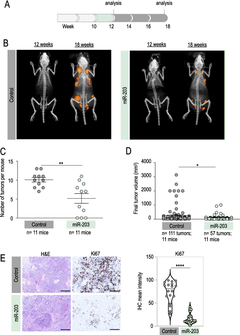 miR-203 drives breast cancer cell differentiation.