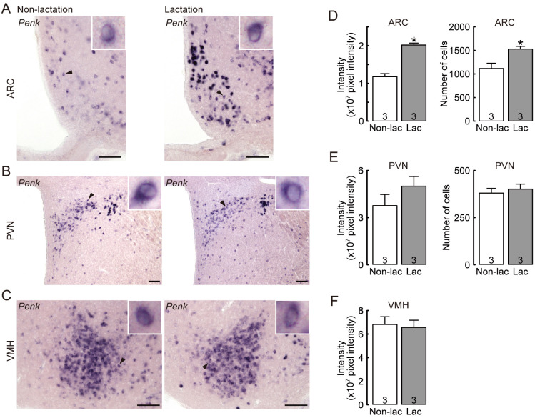 Enkephalin-δ opioid receptor signaling partly mediates suppression of LH release during early lactation in rats.