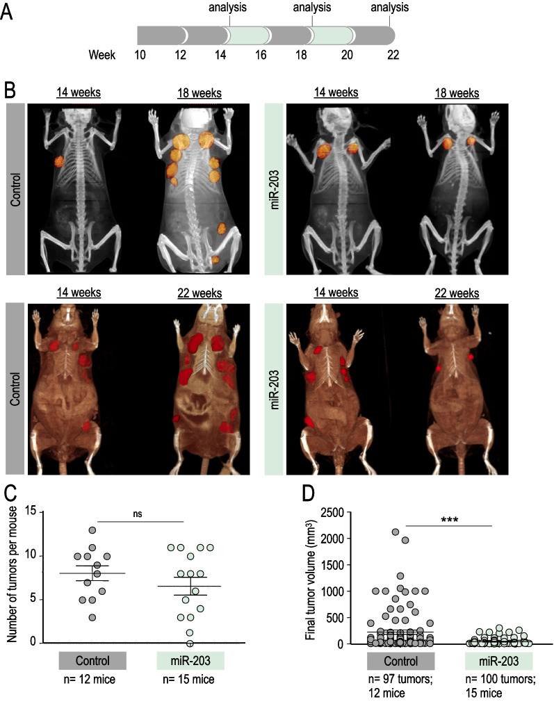 miR-203 drives breast cancer cell differentiation.