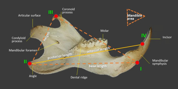 Effect of fried sunflower oil intake on mandibular biomechanical competence of growing rats.