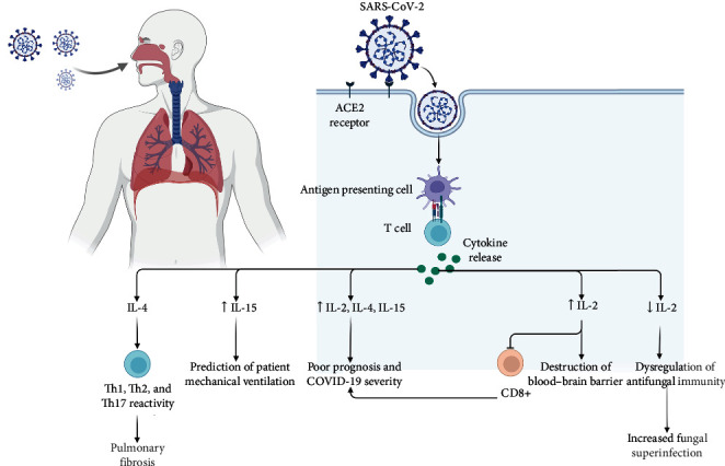 The Important Role of Interleukin-2 in COVID-19.