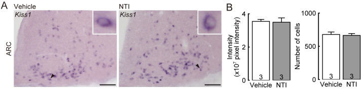 Enkephalin-δ opioid receptor signaling partly mediates suppression of LH release during early lactation in rats.