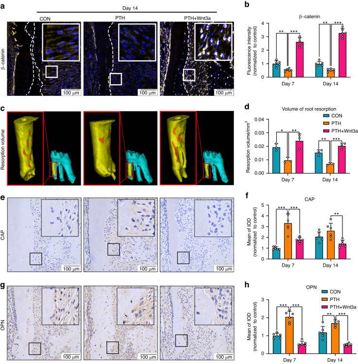 LITTIP/Lgr6/HnRNPK complex regulates cementogenesis via Wnt signaling.