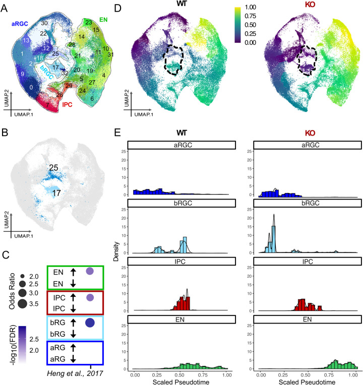 FOXP1 orchestrates neurogenesis in human cortical basal radial glial cells.