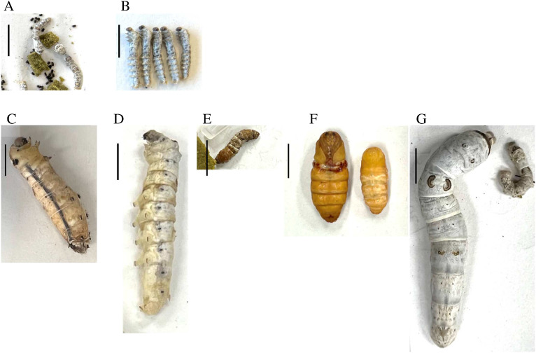 Insect growth-regulating activity of 1-benzyl-2-methylbenzimidazole derivatives on silkworms.