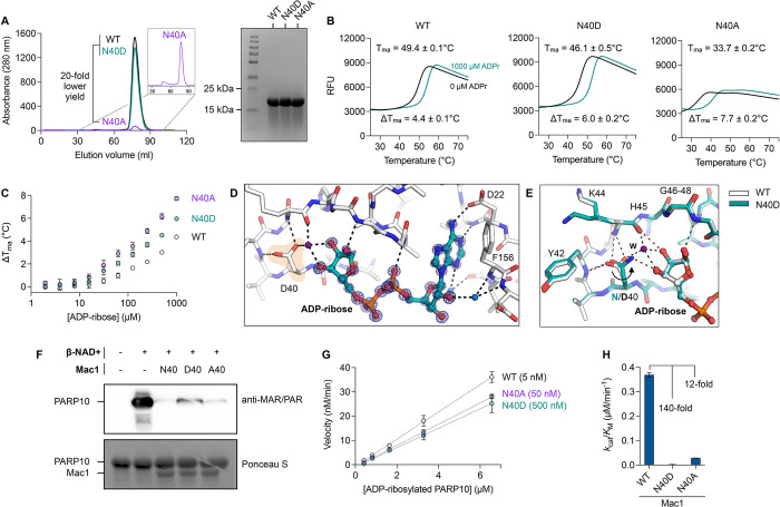 A single inactivating amino acid change in the SARS-CoV-2 NSP3 Mac1 domain attenuates viral replication in vivo.