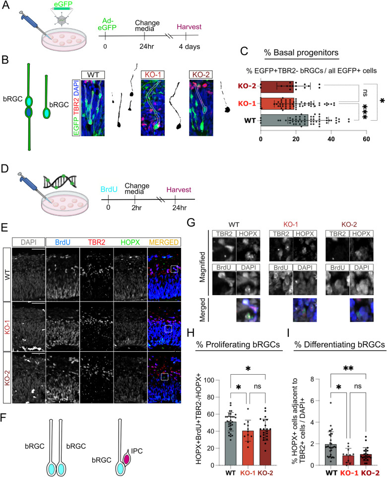 FOXP1 orchestrates neurogenesis in human cortical basal radial glial cells.