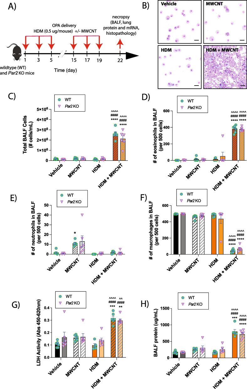 Role of the protease-activated receptor-2 (PAR2) in the exacerbation of house dust mite-induced murine allergic lung disease by multi-walled carbon nanotubes.