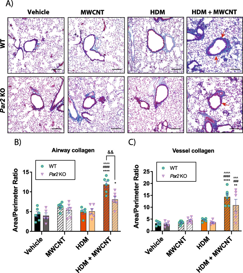 Role of the protease-activated receptor-2 (PAR2) in the exacerbation of house dust mite-induced murine allergic lung disease by multi-walled carbon nanotubes.