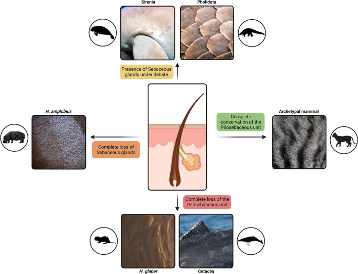 Decay of Skin-Specific Gene Modules in Pangolins.