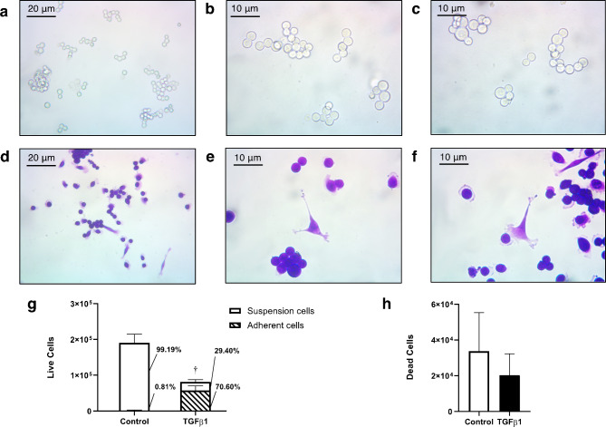 A model for the dissemination of circulating tumour cell clusters involving platelet recruitment and a plastic switch between cooperative and individual behaviours.