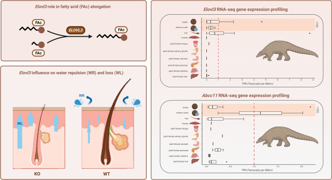 Decay of Skin-Specific Gene Modules in Pangolins.