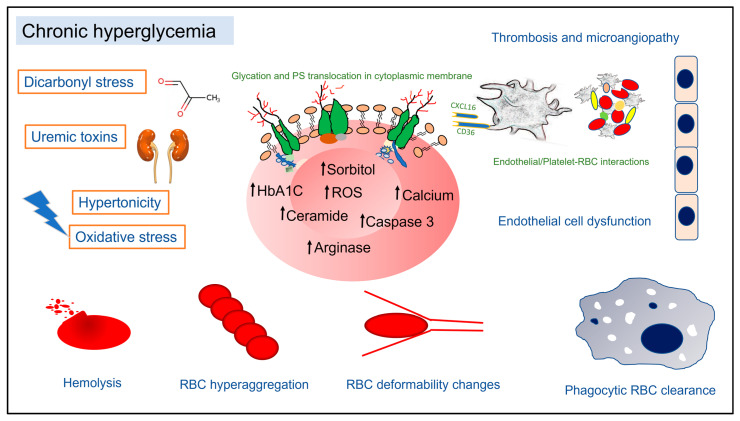 Pathophysiology of Red Blood Cell Dysfunction in Diabetes and Its Complications.